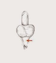 otot potensi dan ketegangannya untuk meningkatkan potensi