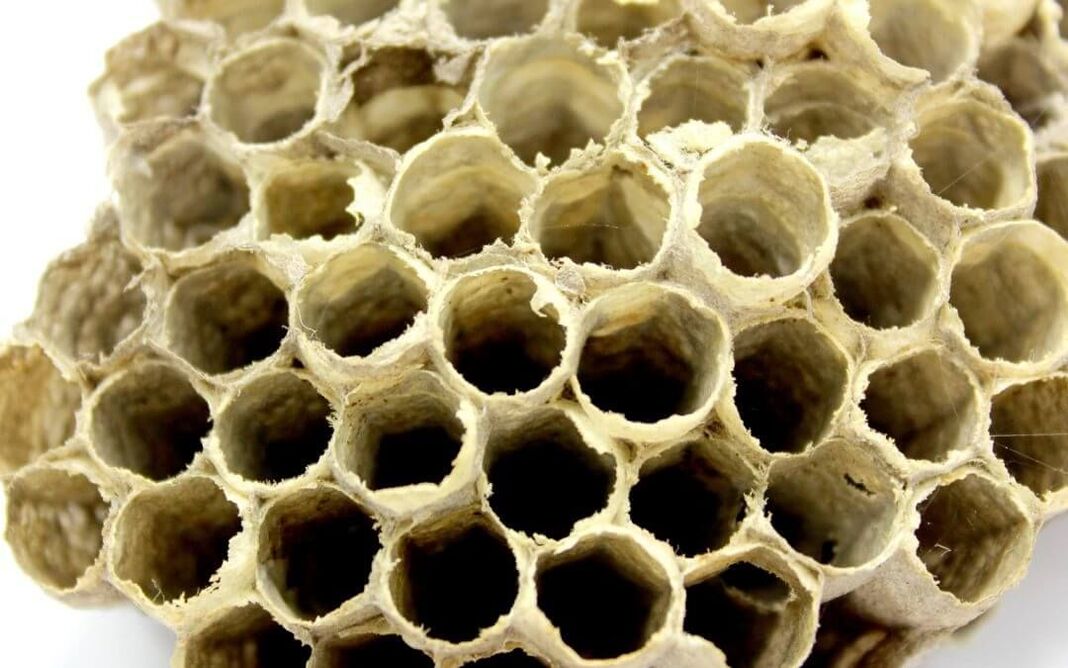 lem lebah untuk meningkatkan potensi
